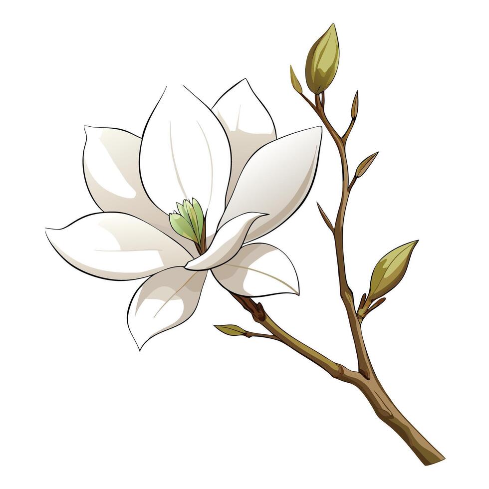 Beautiful Star Magnolia Flower with Large White Petals and Green Leaves vector