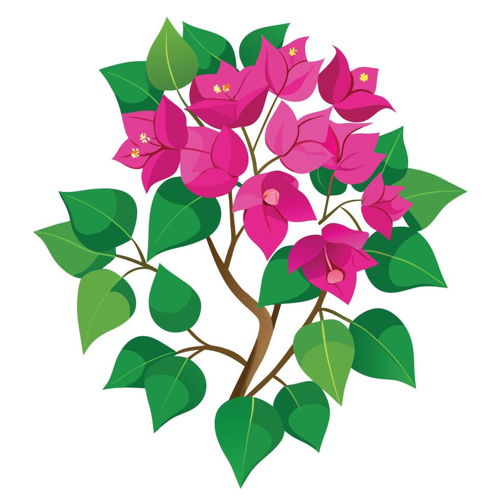 Detailed Illustration of a Bougainvillea with White Petals and Long Stems vector