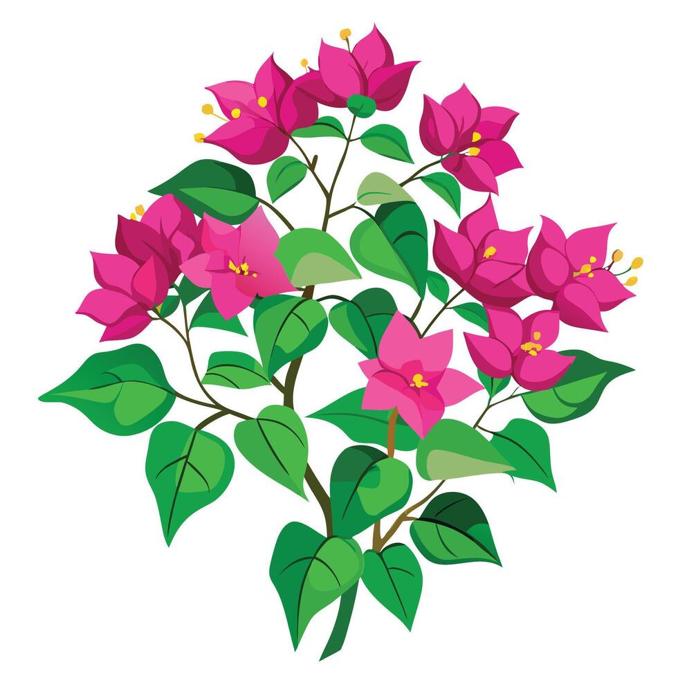Beautiful Bougainvillea with Bright Pink Flowers and Green Leaves vector