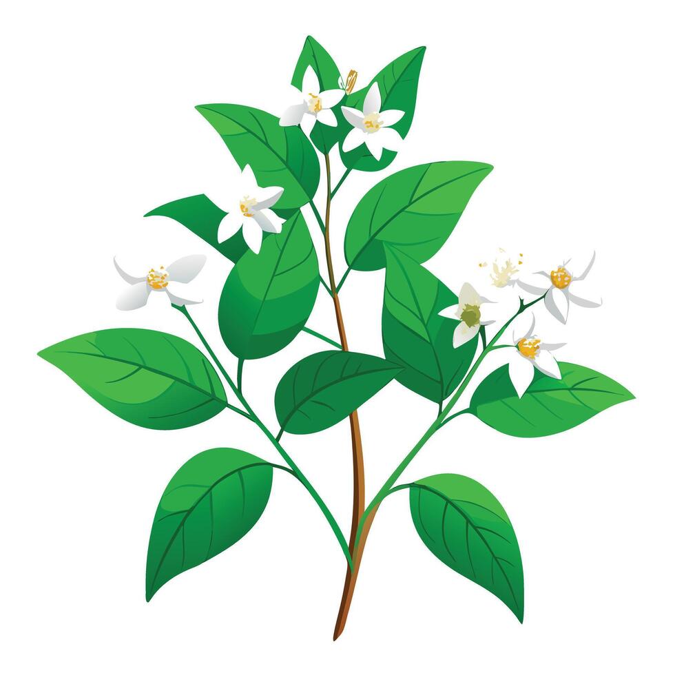 Detailed Illustration of a Delicate Jasmine with Pink Petals and Long Stems vector