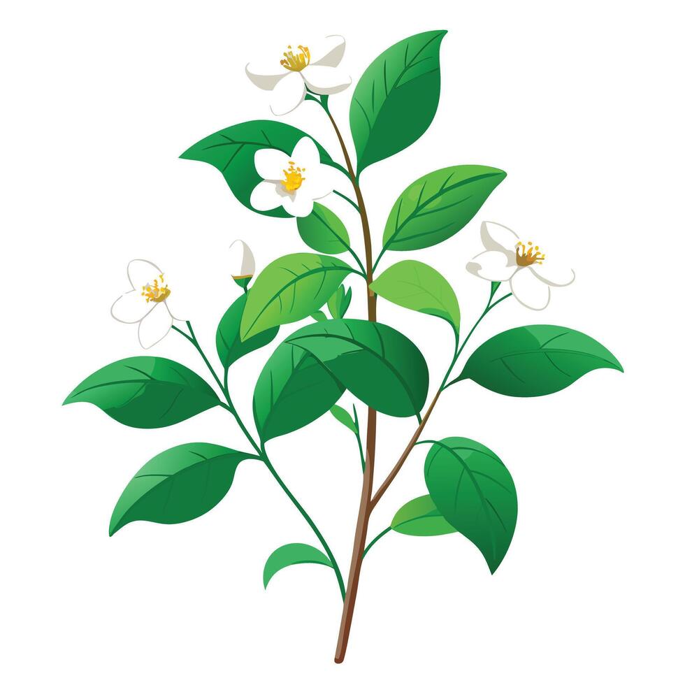 Beautiful Delicate Jasmine with Fragrant White Flowers and Green Leaves vector