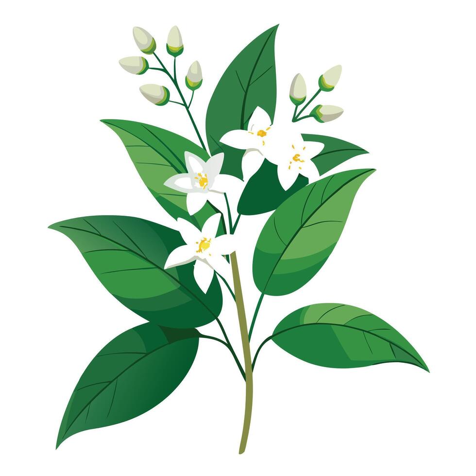 Delicate Jasmine with Purple Petals and Green Leaves in a Garden Setting vector