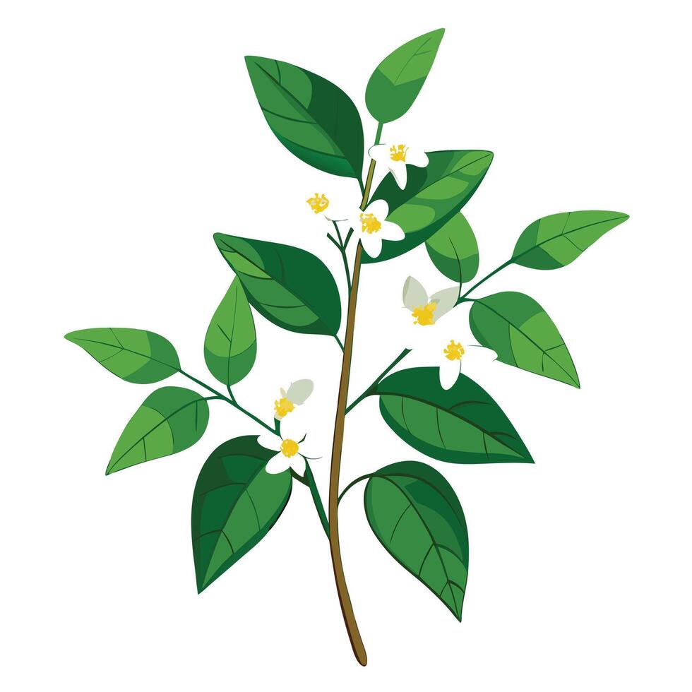 Delicate Jasmine with Yellow Petals and Green Leaves in a Garden Setting vector