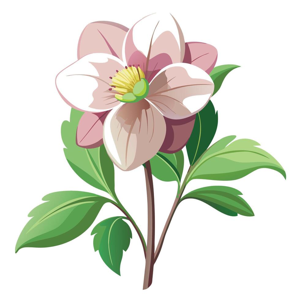 Detailed Illustration of a Hellebore Plant with Pink Petals and Long Stems vector