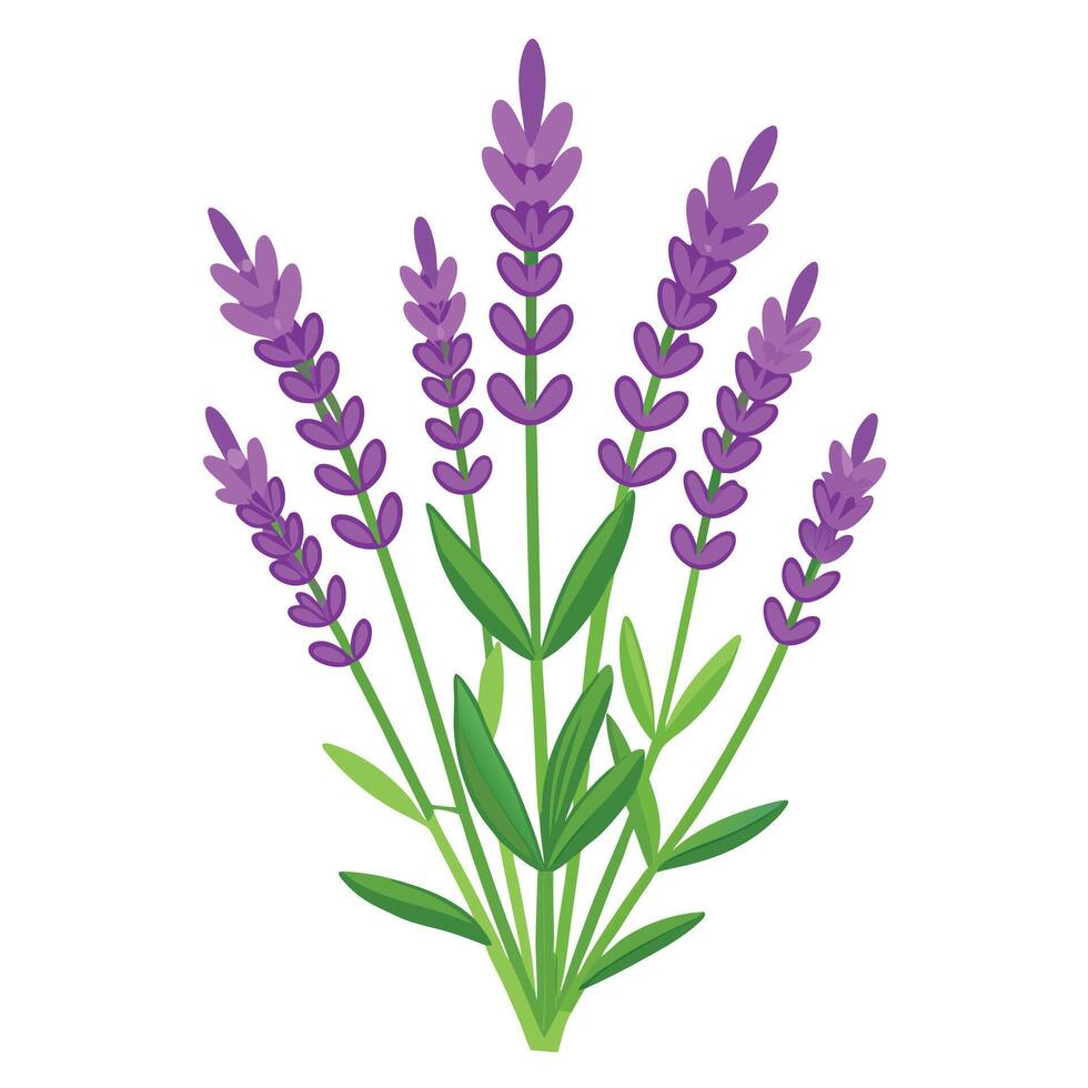 Detailed Illustration of a Lavender Plant with White Petals and Long Stems vector