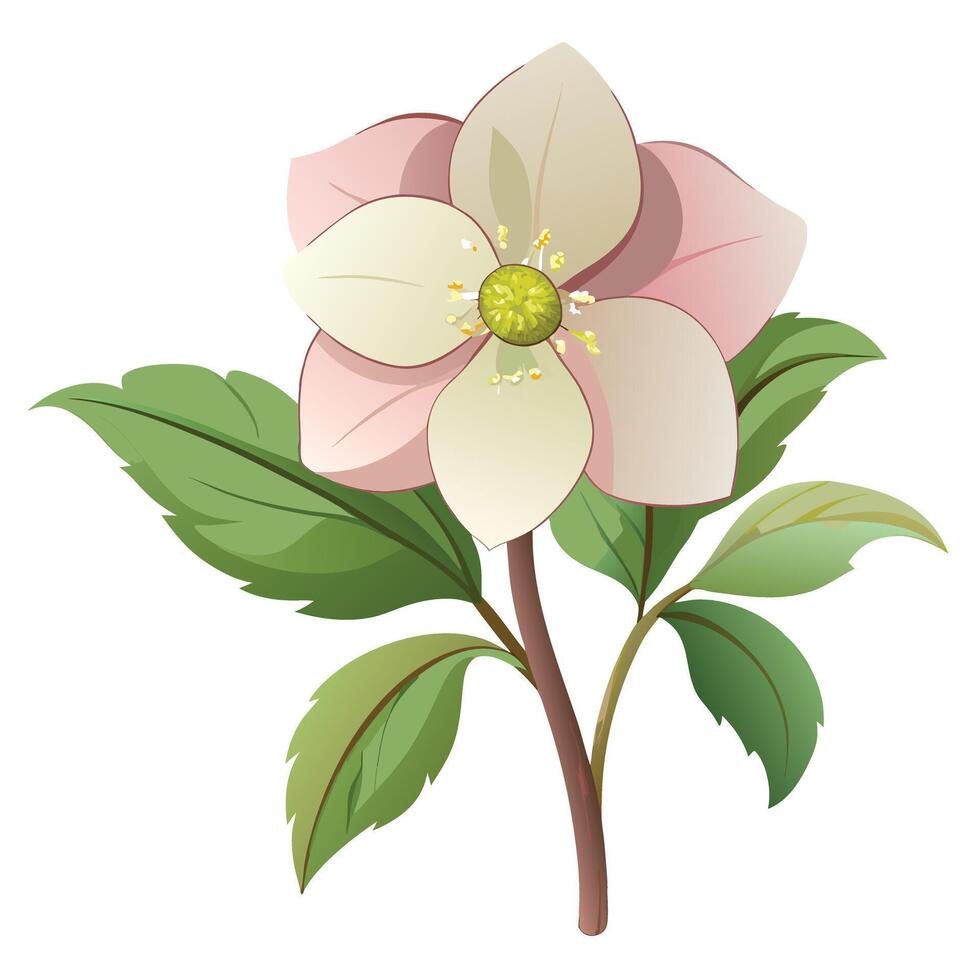 Beautiful Hellebore Plant with Large White Flowers and Green Leaves vector