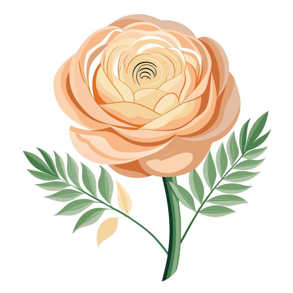 Botanical Depiction of a Ranunculus Plant in Full Bloom with Green Leaves and Stems Isollated on White Background vector