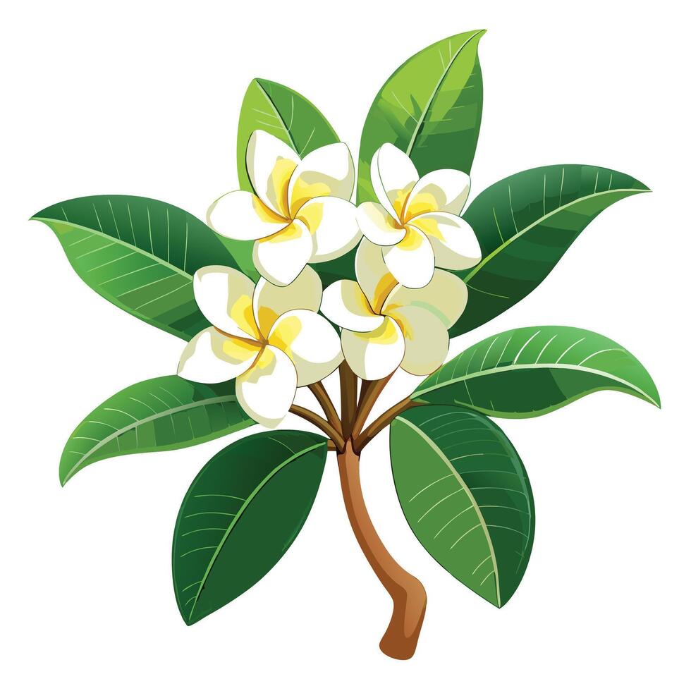 Botanical Depiction of a Plumeria Flower in Full Bloom with Green Leaves and Stems vector