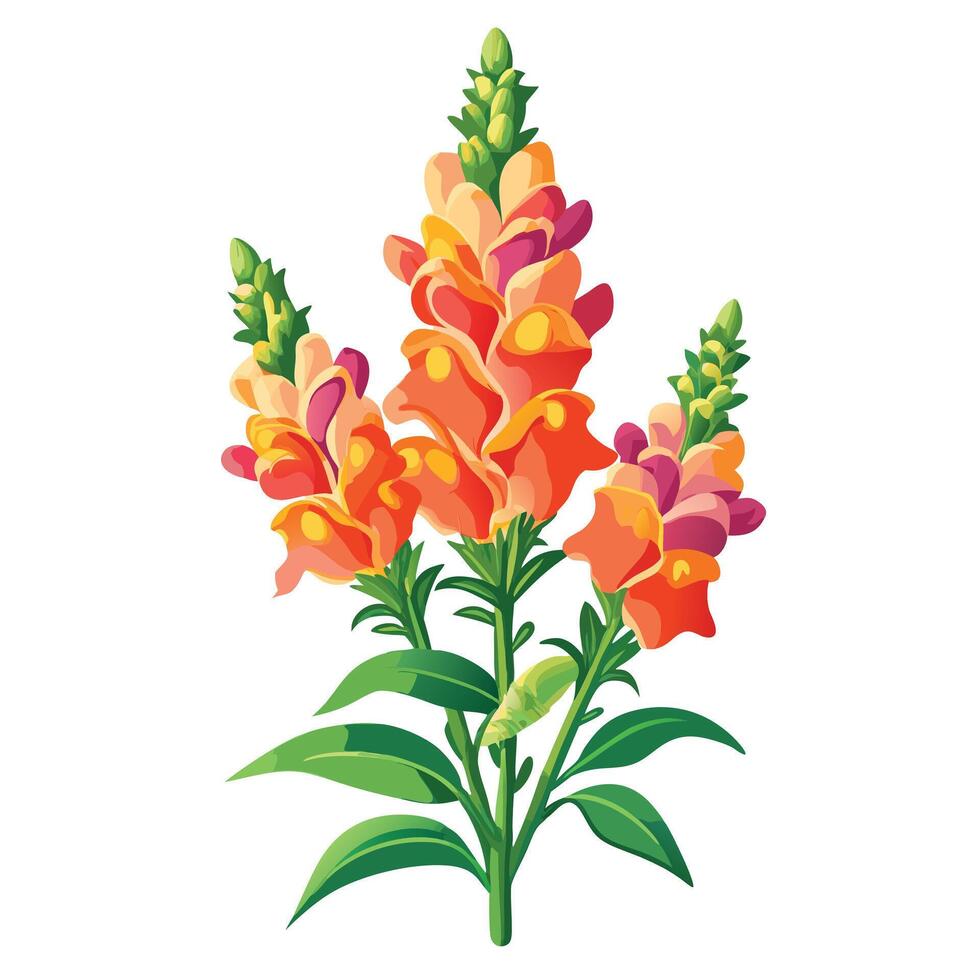 Botanical Depiction of a Snapdragon Flower in Full Bloom with Green Leaves and Stems vector