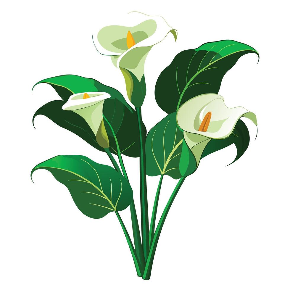 Vibrant Calla Lily Plant with Delicate Flowers and Leaves in a Natural Setting Isollated on White Background vector