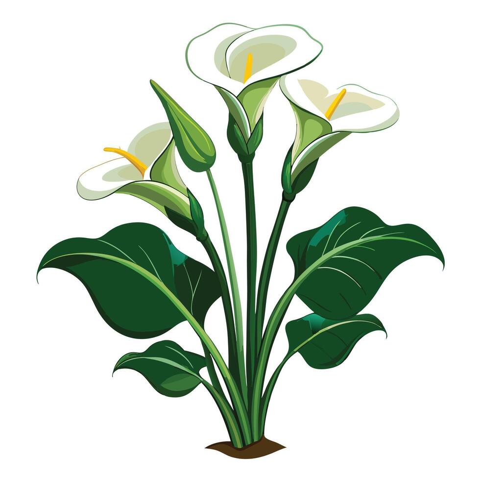 Botanical Illustration of a Calla Lily Plant in Full Bloom with Green Leaves and Stems vector