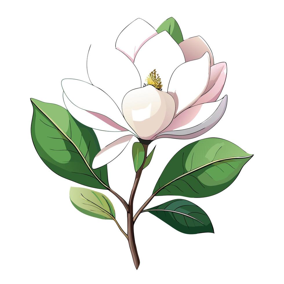 Botanical Illustration of a Magnolia Plant in Full Bloom with Green Leaves and Stems vector