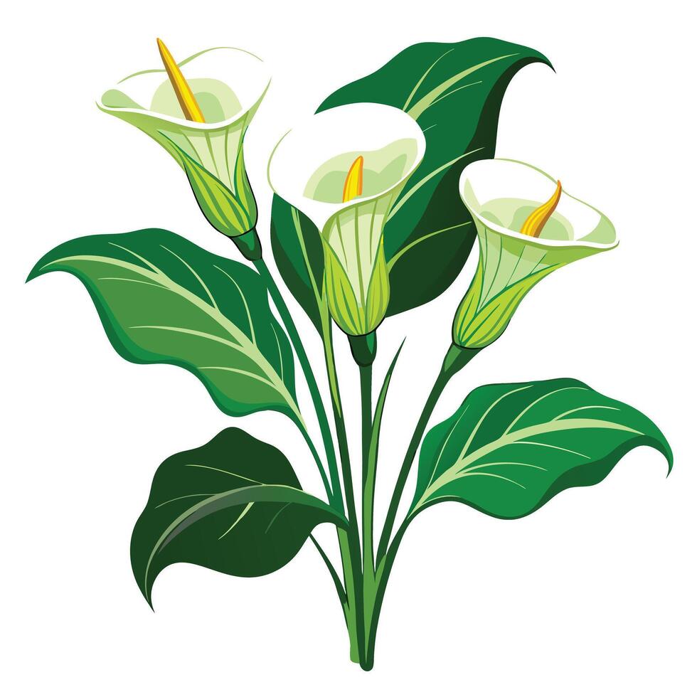 Beautiful Calla Lily Plant with White Flowers and Leaves Isollated on White Background vector