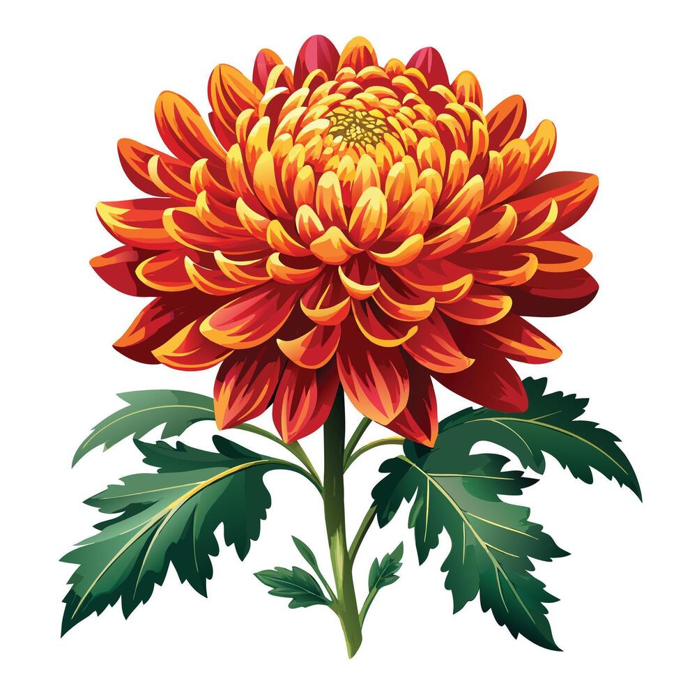 Beautiful Chrysanthemum Plant with Large Flowers and Leaves vector