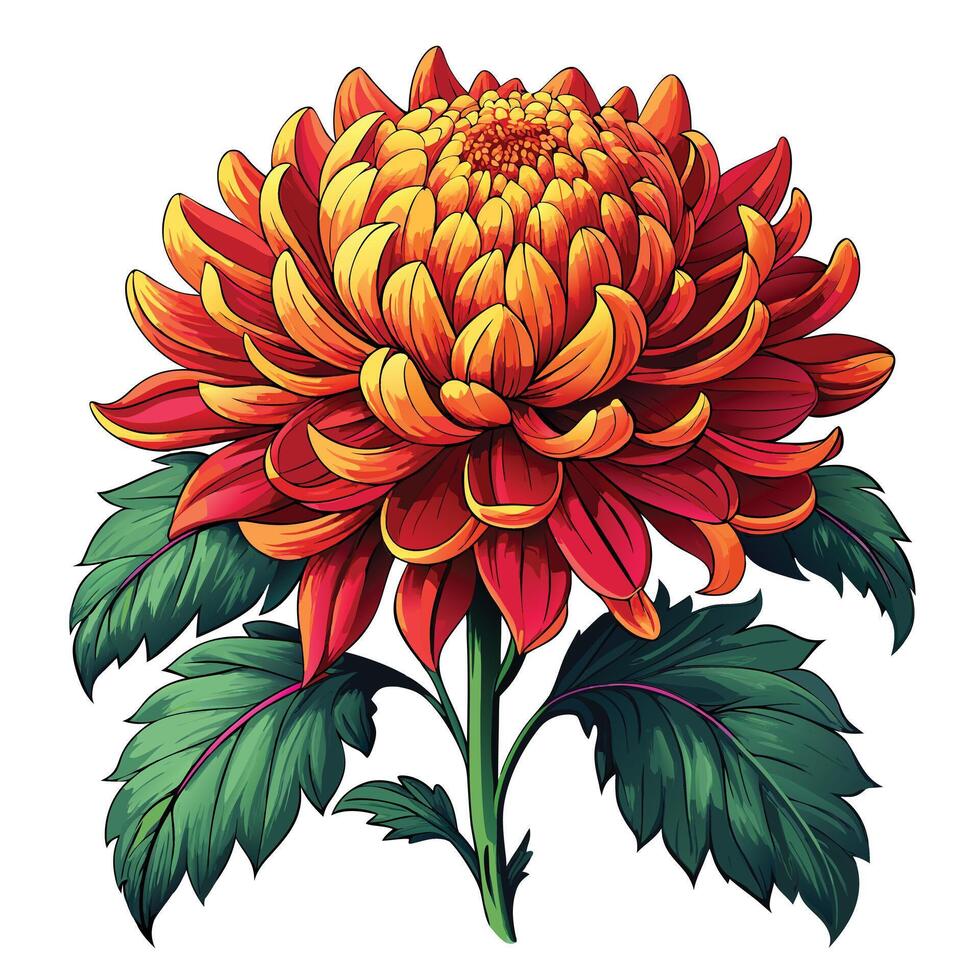 Botanical Rendering of a Chrysanthemum Plant in Full Bloom with Green Leaves and Stems vector