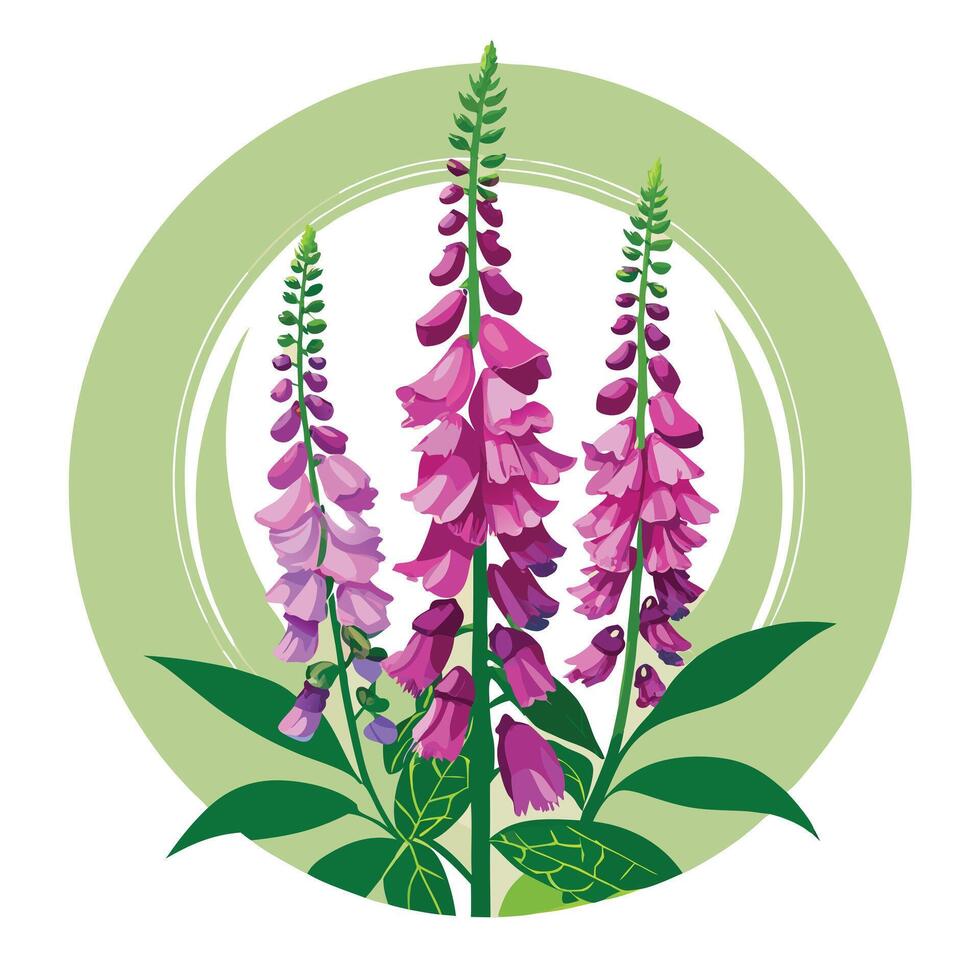 Botanical Rendering of a Foxglove Plant in Full Bloom with Green Leaves and Stems vector