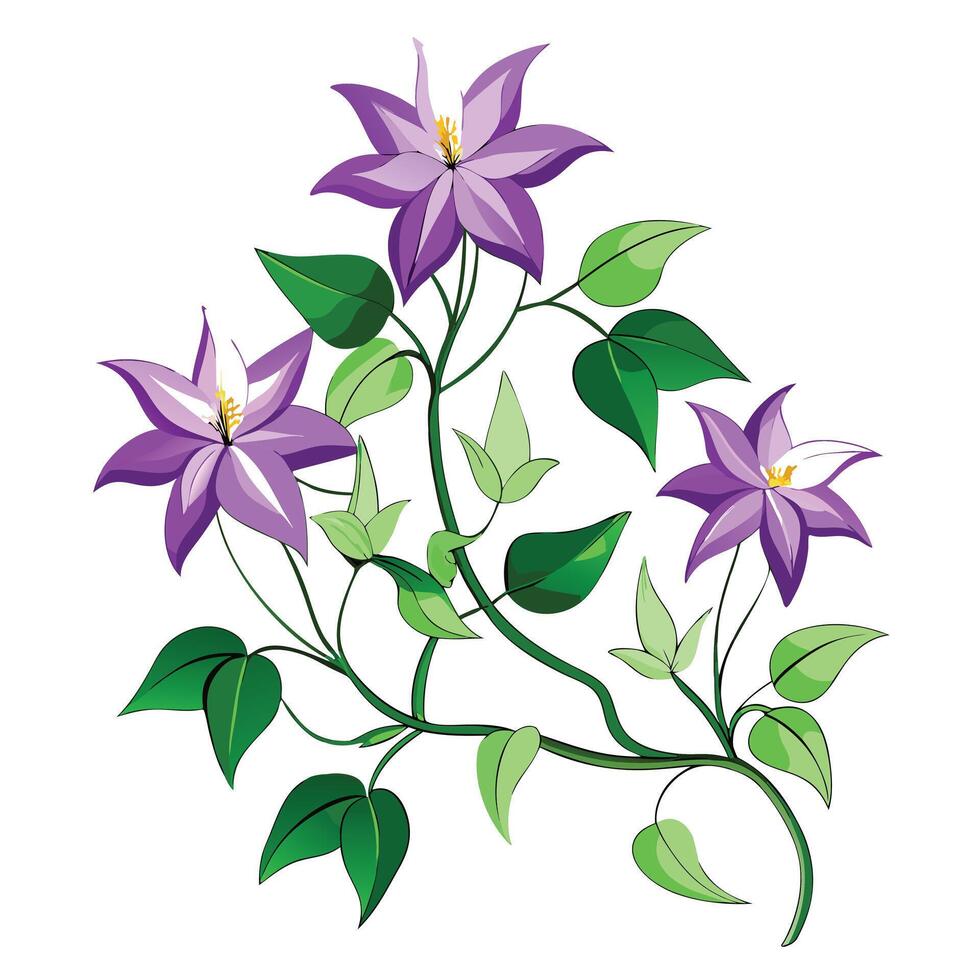 Beautiful Clematis Vine with Large Flowers and Leaves vector