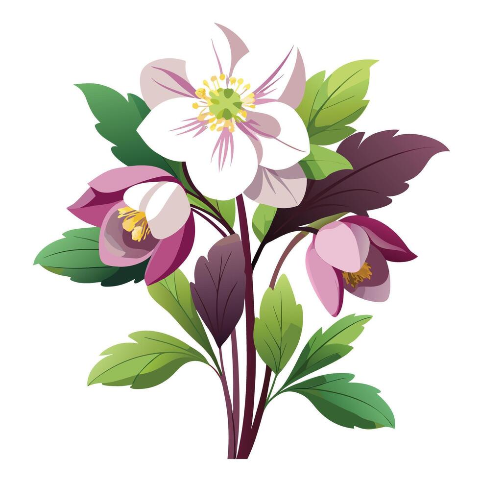 Botanical Rendering of a Hellebore Plant in Full Bloom with Green Leaves and Stems vector