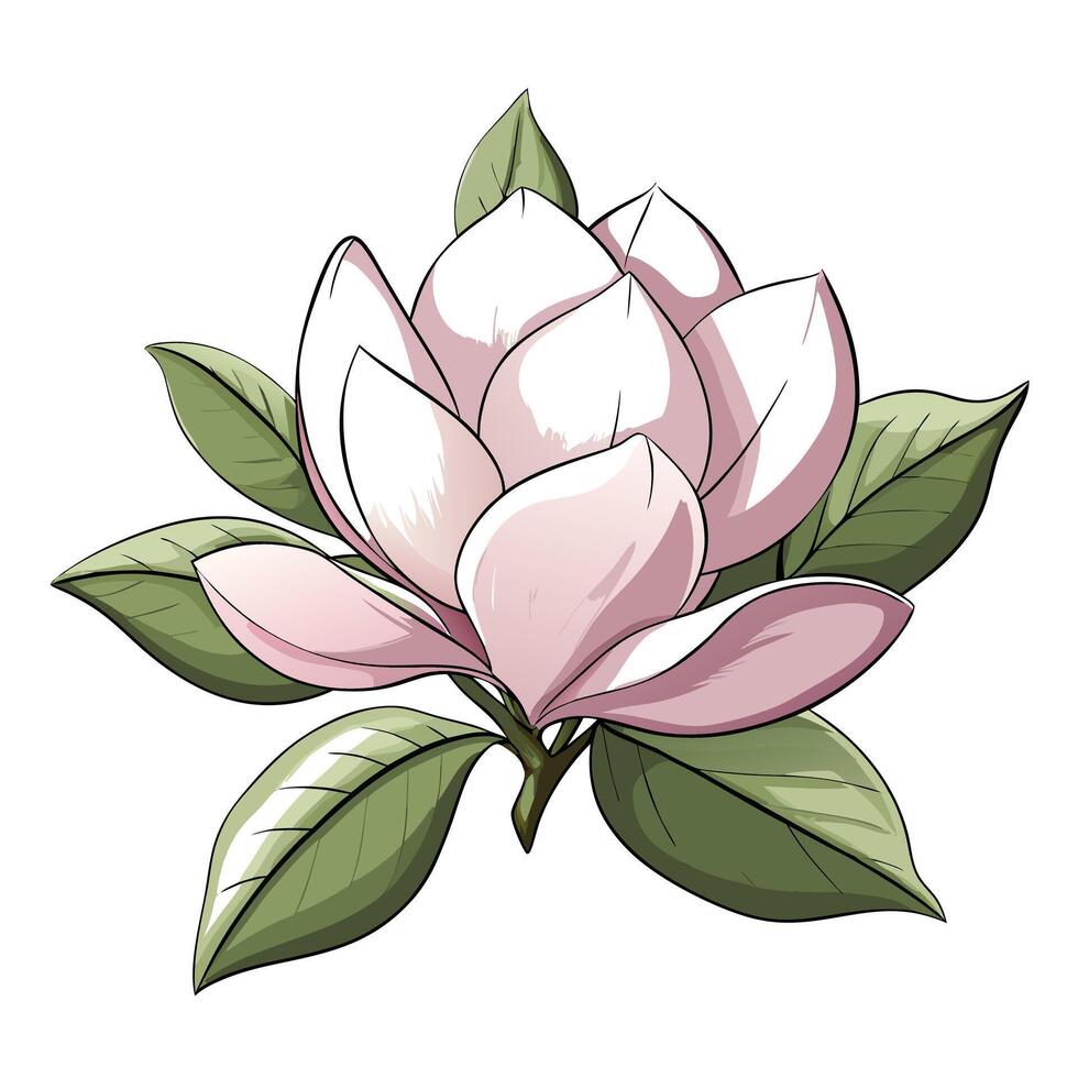 Beautiful Magnolia Flower with Large White Petals and Green Leaves Isollated with a White Background vector