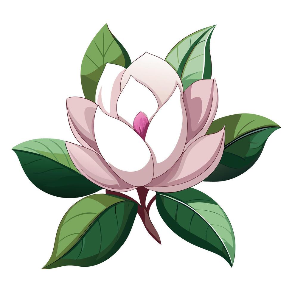 Detailed Illustration of a Magnolia Flower with Pink Petals and Long Stems Isollated with a White Background vector