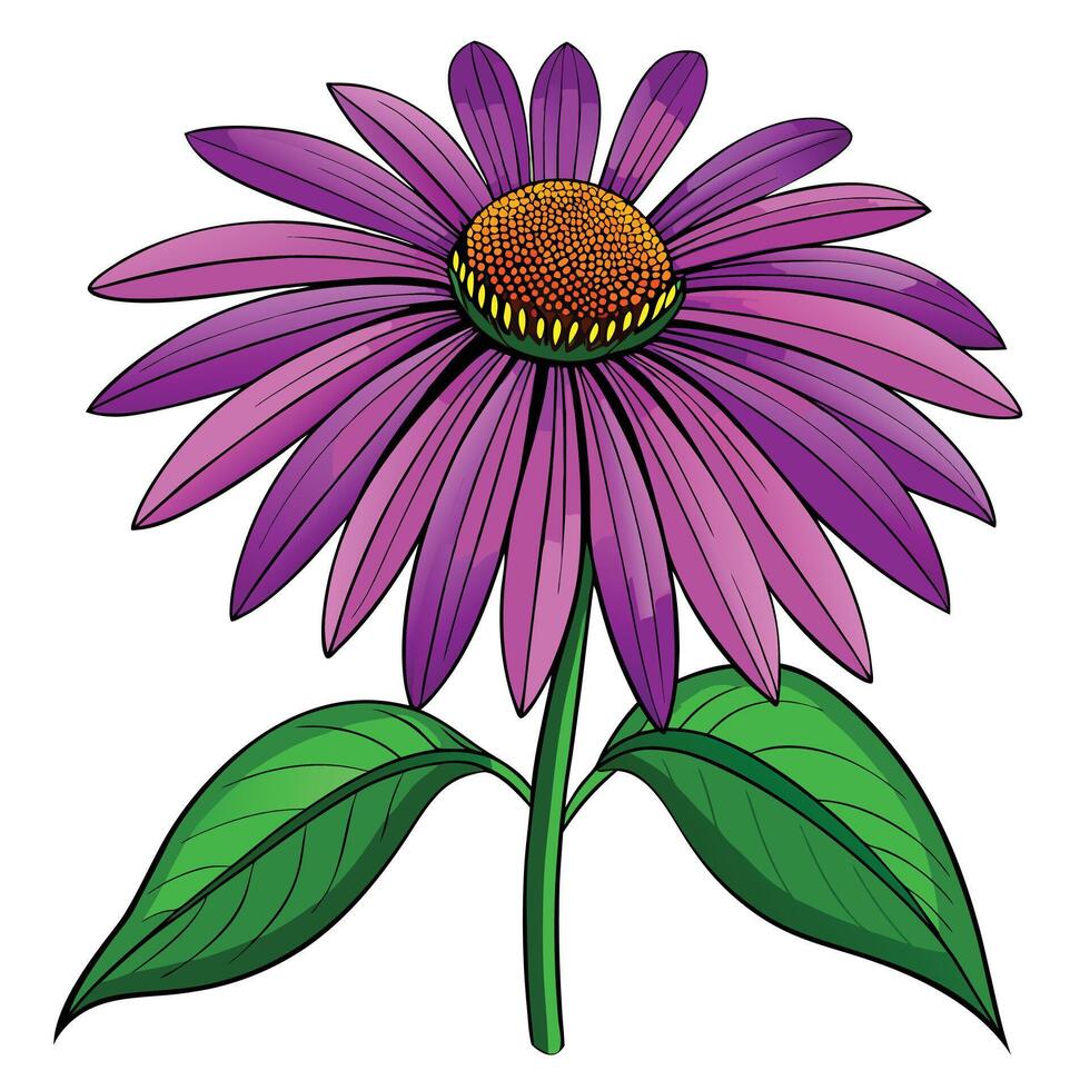 Purple Coneflower with Pink Flowers and Green Leaves in a Garden Setting vector