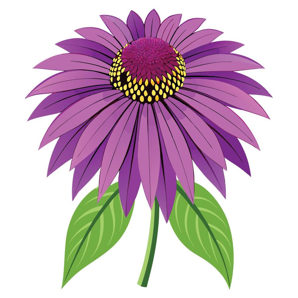 Detailed Illustration of a Purple Coneflower with White Petals and Long Stems vector
