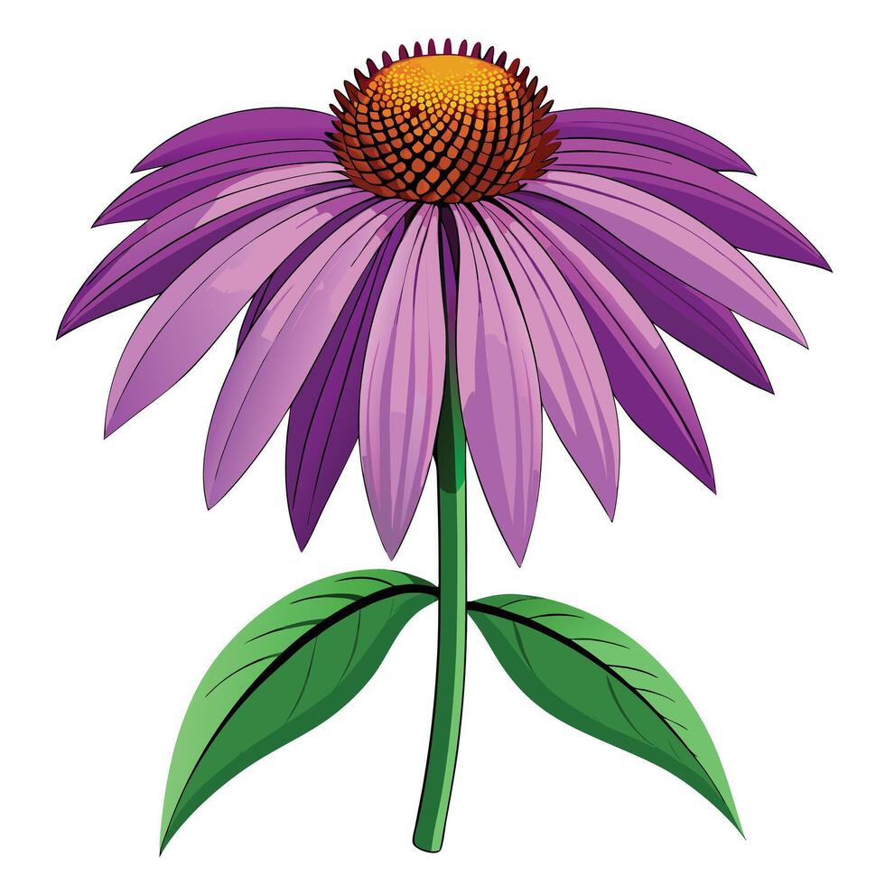 Beautiful Purple Coneflower with Large Showy Flowers and Green Leaves vector