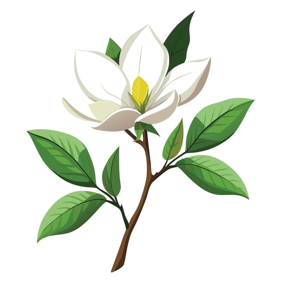 Beautiful Star Magnolia Plant with Large White Flowers and Green Leaves vector