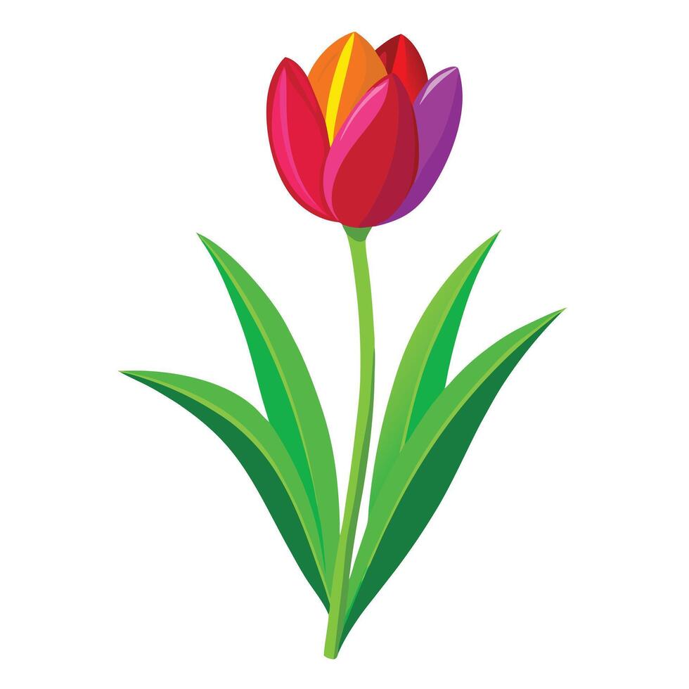 Detailed Illustration of a Tulip Plant with White Petals and Long Stems vector