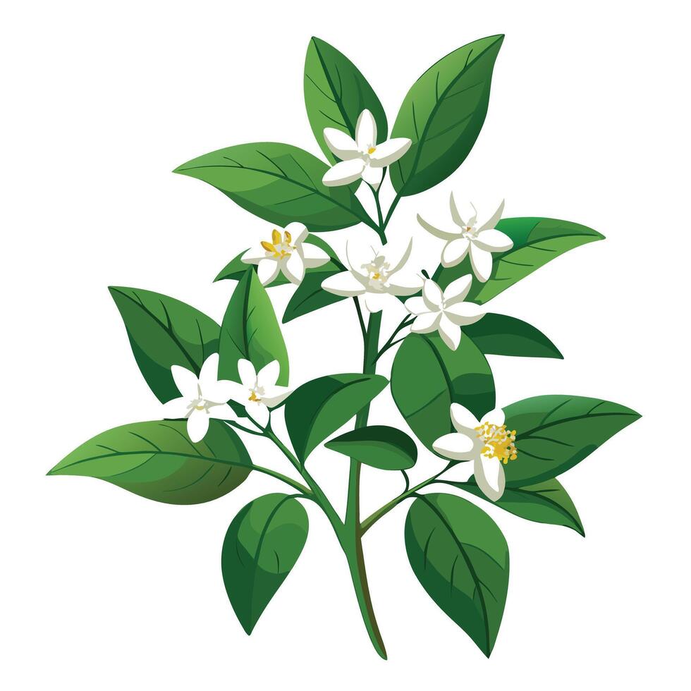 White Jasmine Plant with Purple Flowers and Green Leaves in a Garden Setting vector