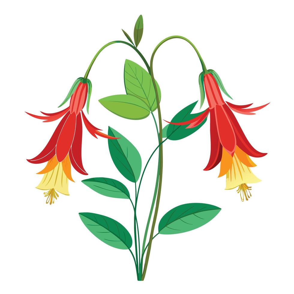 Wild Columbine Plant with Purple Flowers and Green Leaves in a Garden Setting vector