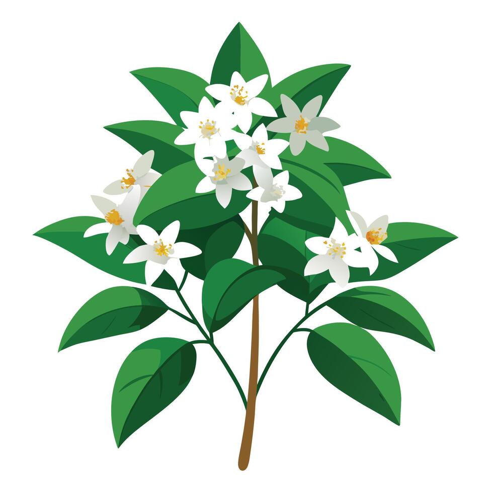 White Jasmine Plant with Yellow Flowers and Green Leaves in a Garden Setting vector