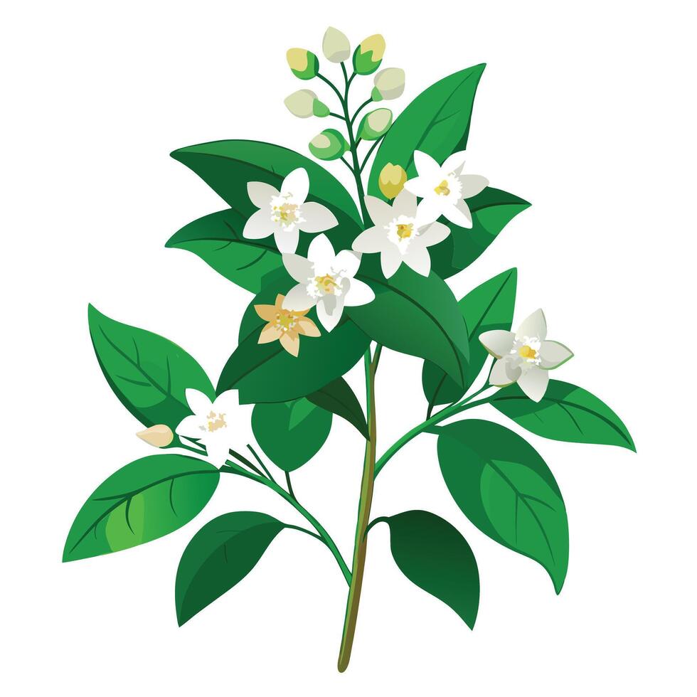 Beautiful White Jasmine Plant with Fragrant Flowers and Green Leaves vector