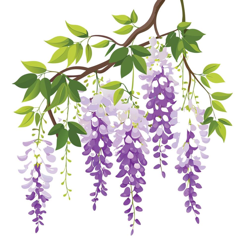 Wisteria Vine with Pink Flowers and Green Leaves in a Garden Setting vector