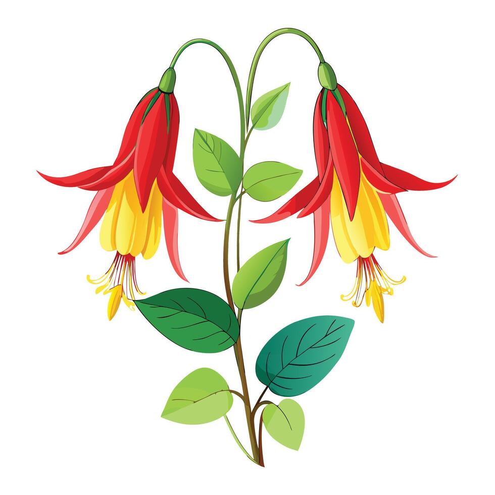 Beautiful Wild Columbine Plant with Red Flowers and Green Leaves vector