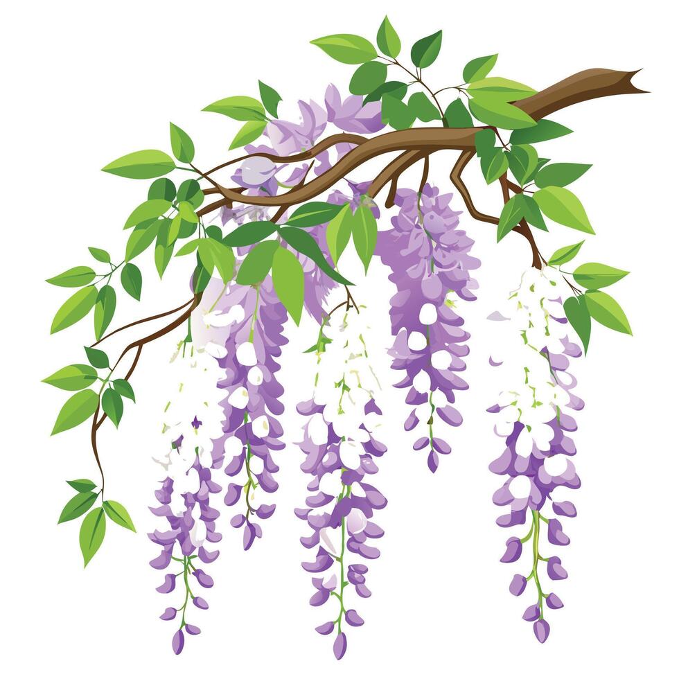 Beautiful Wisteria Vine with Cascading Purple Flowers and Green Leaves vector