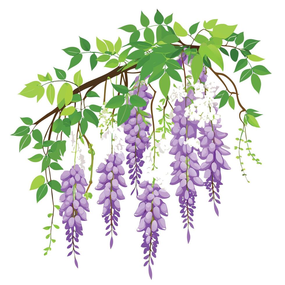 Detailed Illustration of a Wisteria Vine with White Petals and Long Stems vector