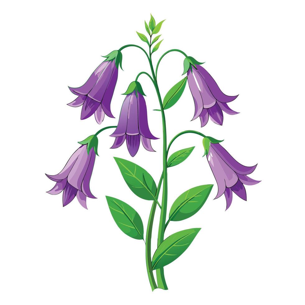 Detailed Illustration of a Bellflower with White Petals and Long Stems vector