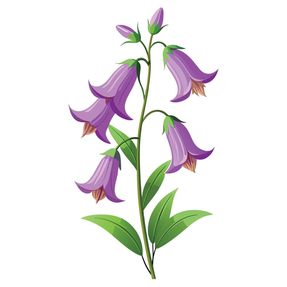 Bellflower with Pink Flowers and Green Leaves in a Garden Setting vector