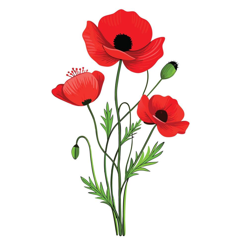 Vibrant Poppy Plant with Brightly Colored Flowers and Leaves in a Natural Setting vector