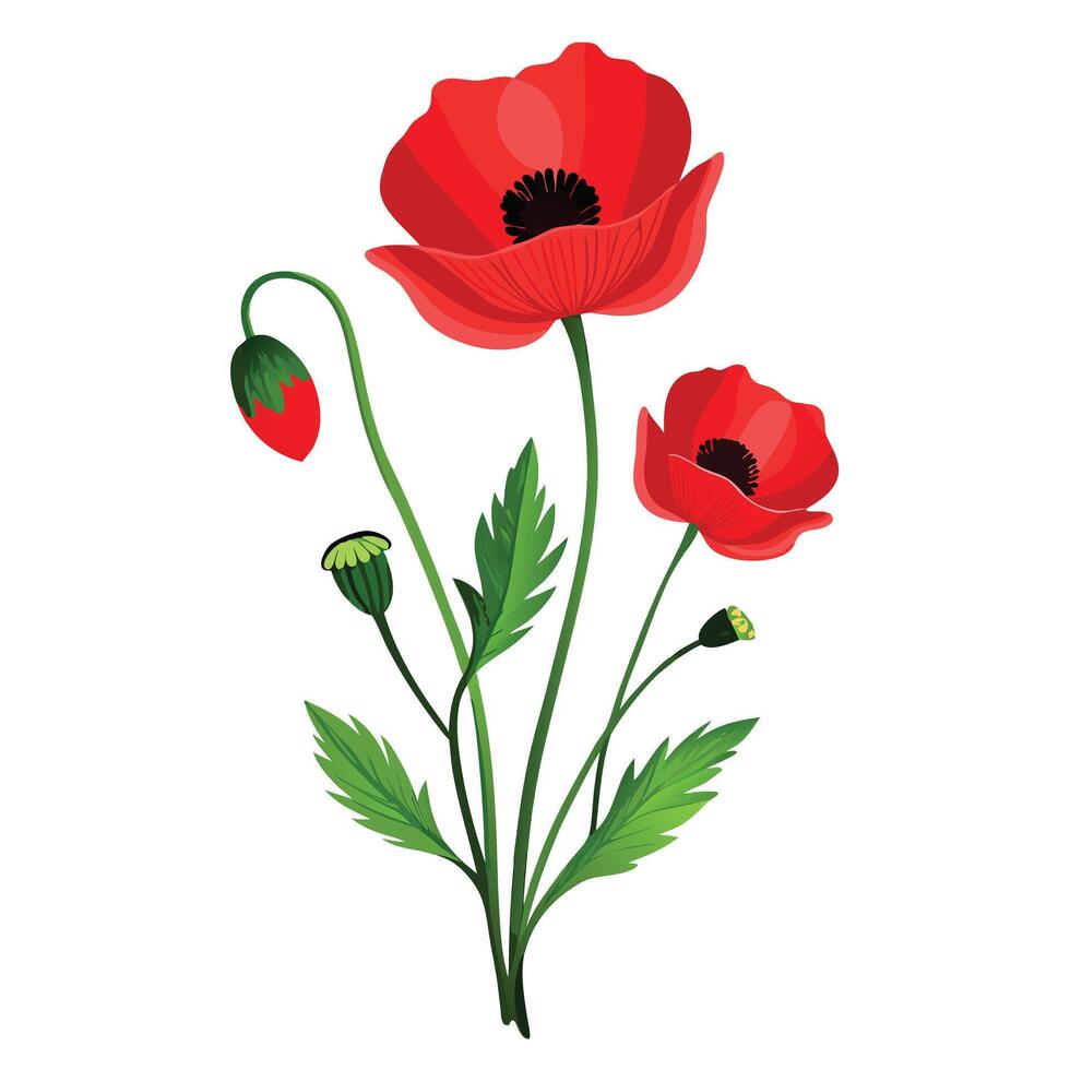 Botanical Illustration of a Poppy Plant in Full Bloom with Green Leaves and Stems vector