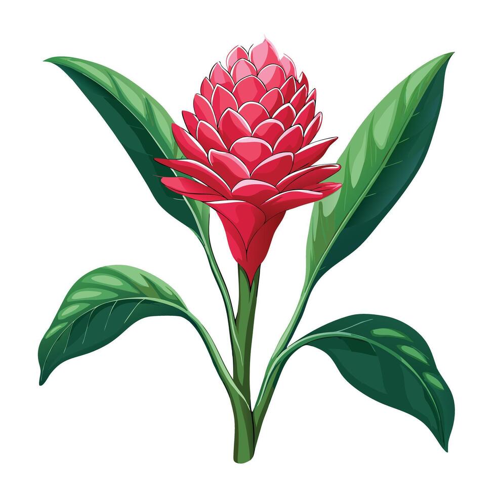 Beautiful Torch Ginger Plant with Red Flowers and Leaves vector