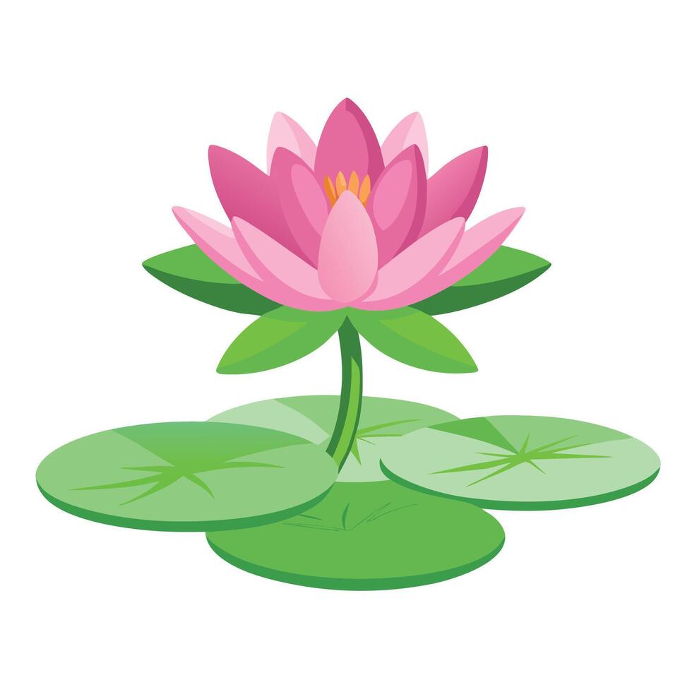 Beautiful Water Lily Plant with Large Flowers and Leaves vector