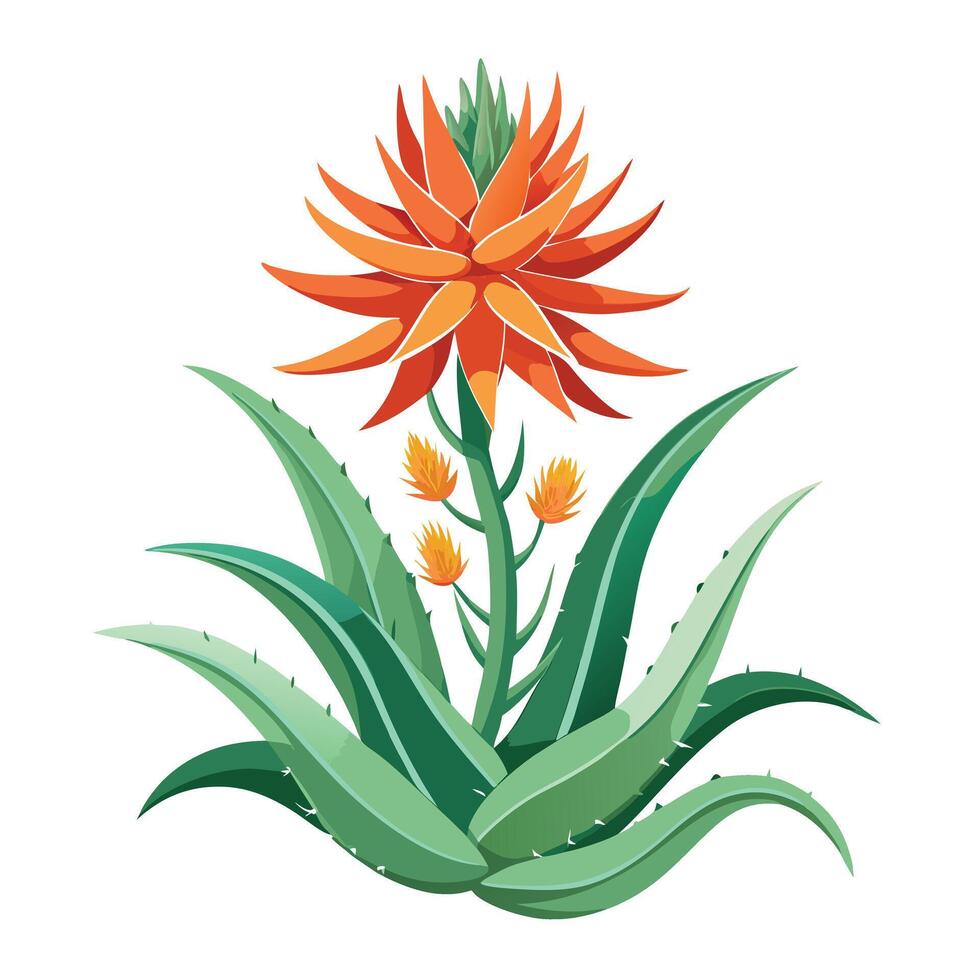 Beautiful Aloe Vera Plant with Thick Leaves and Flowers vector