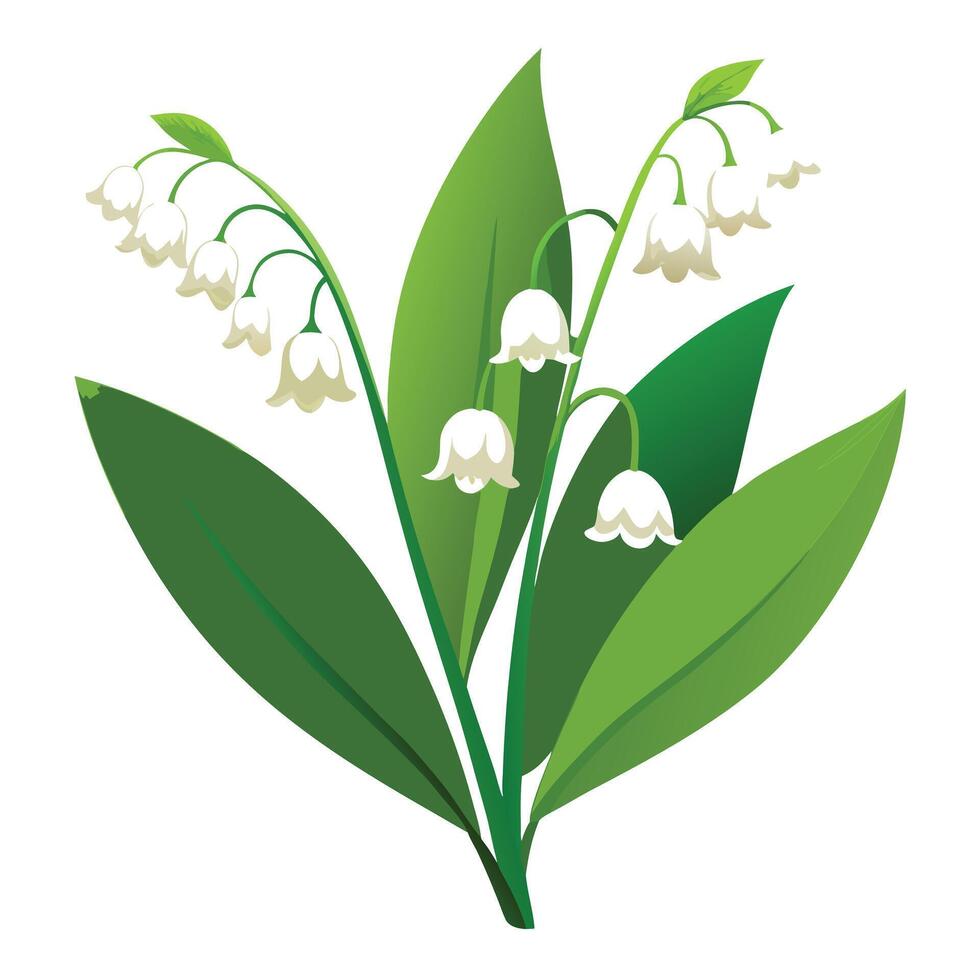 Botanical Rendering of a Lily of the Valley Plant in Full Bloom with Green Leaves and Stems vector