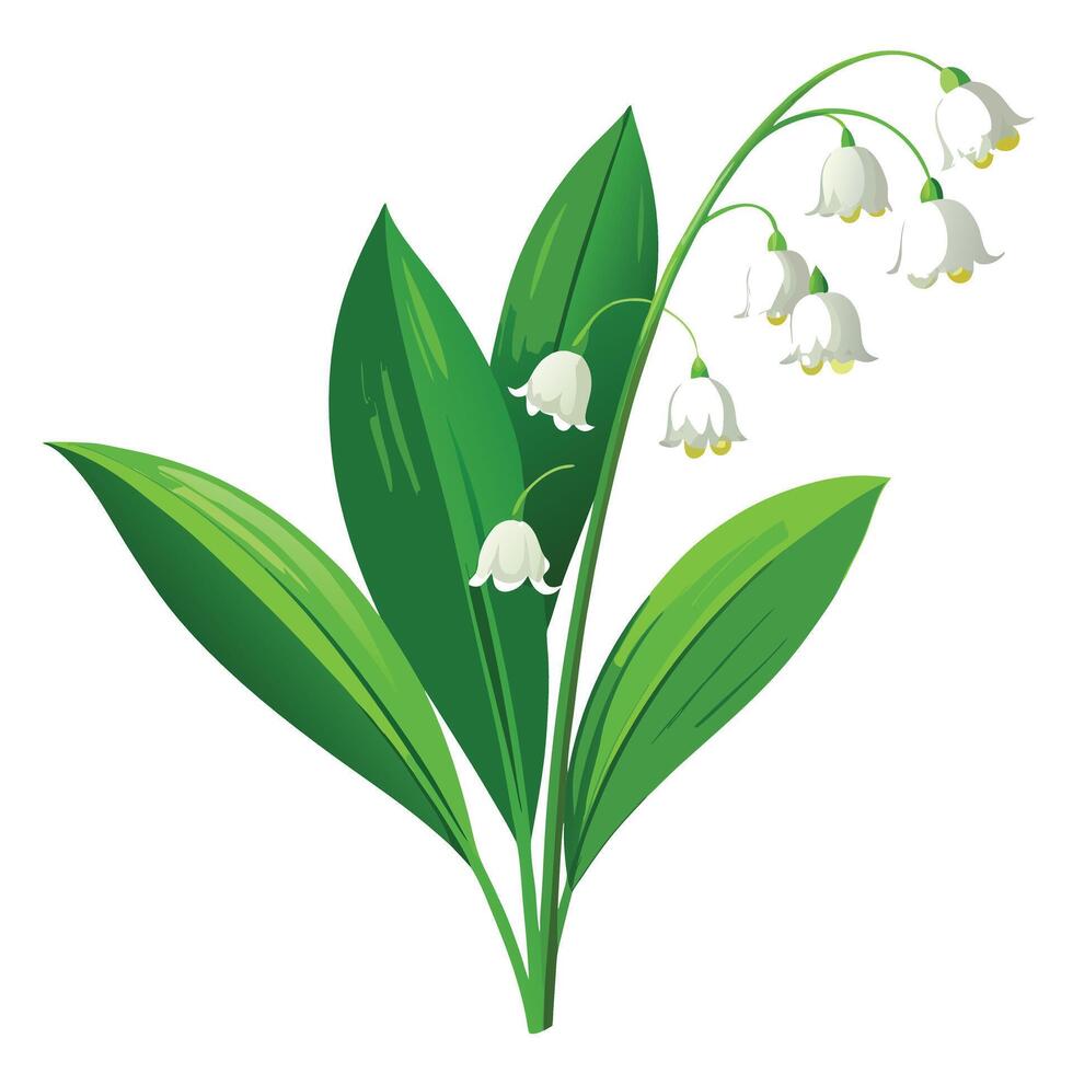 Vibrant Lily of the Valley Plant with Brightly Colored Flowers and Leaves in a Natural Setting Isollated with a White Background vector