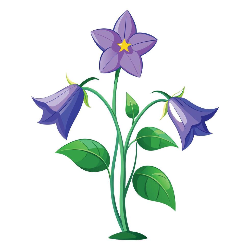 Botanical Depiction of a Balloon Flower Plant in Full Bloom with Green Leaves and Stems vector
