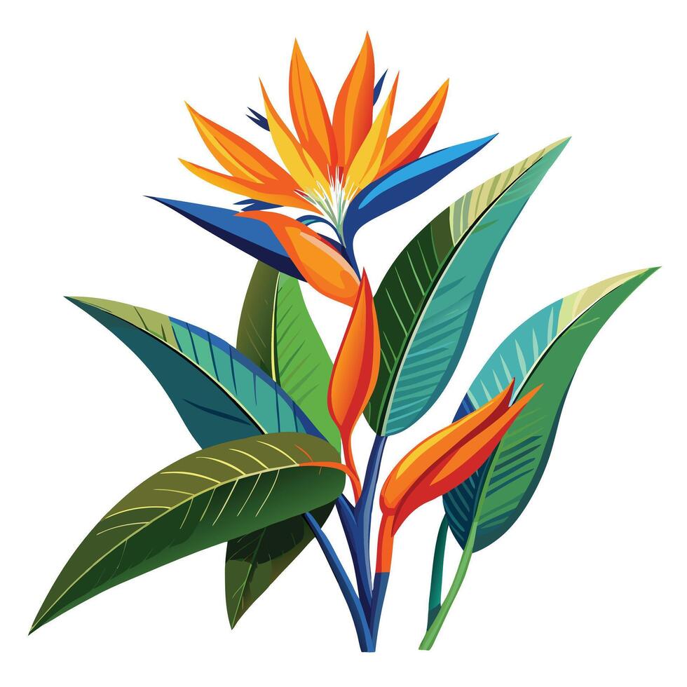 Botanical Depiction of a Bird of Paradise Plant in Full Bloom with Green Leaves and Stems vector