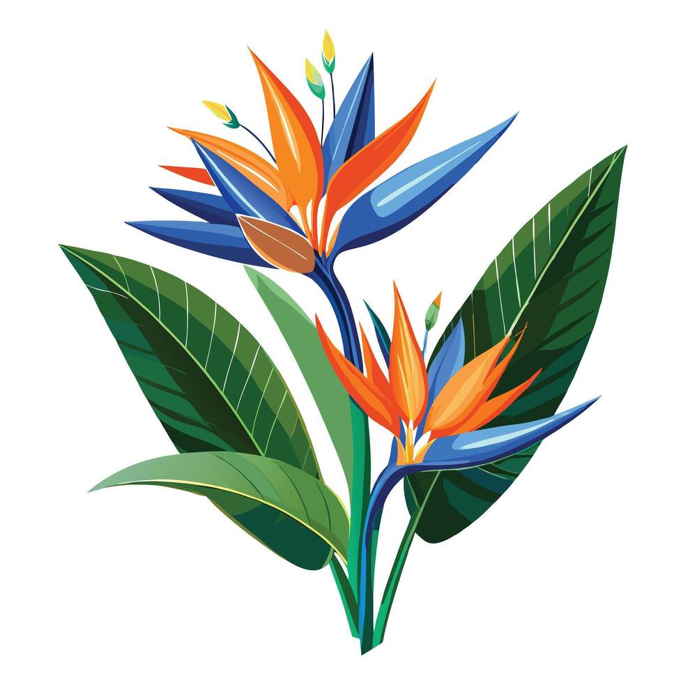 Vibrant Bird of Paradise Plant with Brightly Colored Flowers and Leaves in a Natural Setting Isollated with a White Background vector