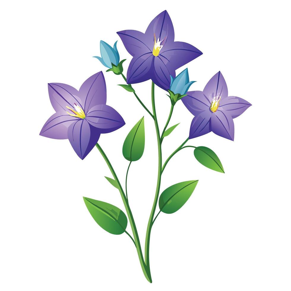 Beautiful Balloon Flower Plant with Large Flowers and Leaves vector